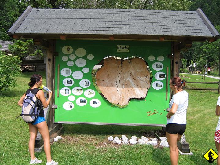 Karta1_ 219.jpg - Fota przedstawia miejsce odpoczynku i wycinek drzewa które miało grubo ponad 200lat. Białe elipsy przedstawiały daty z historycznymi wydarzeniami i ich odwzorowanie w słojach.